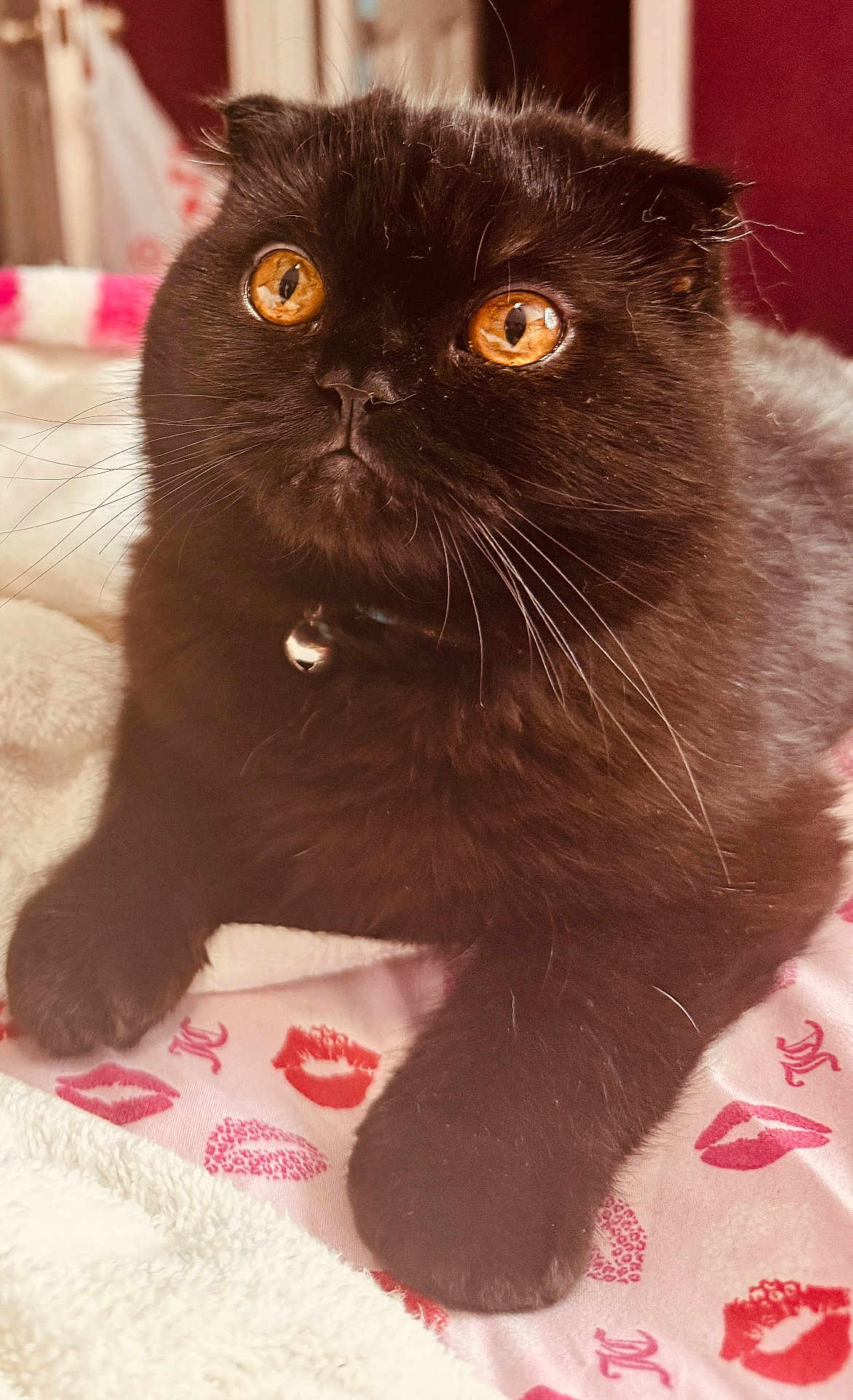 Pablito joined the competition — help win amazing prizes! amber_eyes, animal, bell, black_cat, blanket, cat, closeup, collar, cozy, cute, domestic_cat, feline, fur, indoor, lip_prints, paw, pet, pink_blanket, relaxed, whiskers