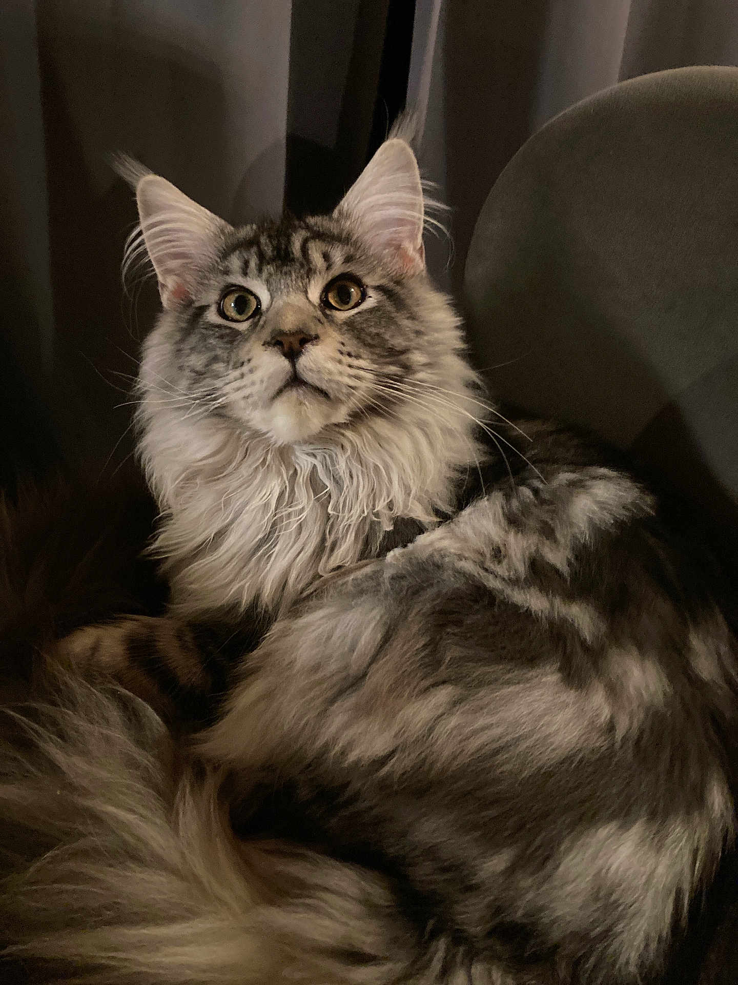 Anakin a rejoint le concours — aidez-le/la à gagner de superbes lots ! cat, fluffy, fur, lounging, curious_eyes, chair, indoor, pet, animal, mammal, tabby, long_hair, whiskers, relaxed, close_up, portrait, domestic_cat, feline, gray, black