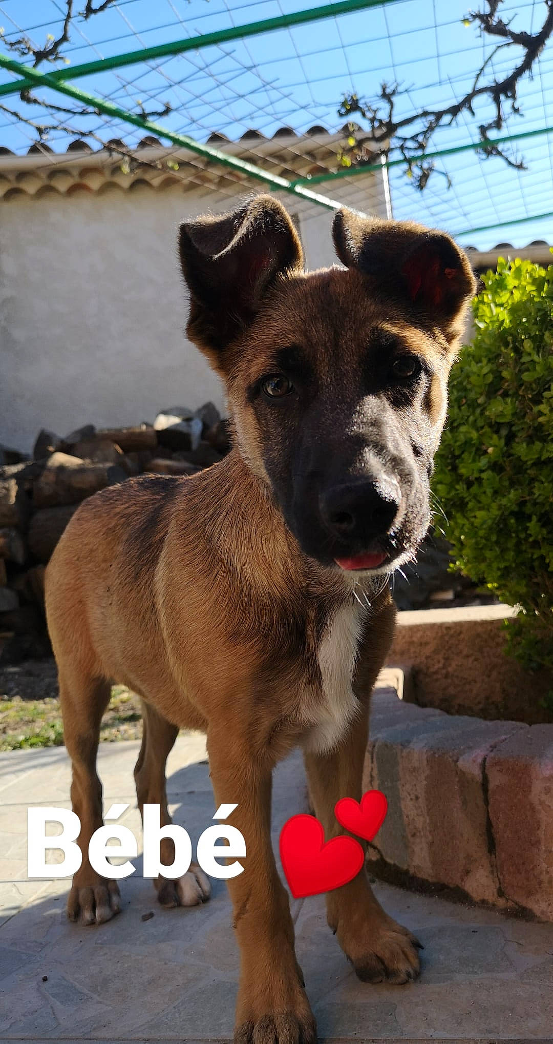 Mya participe au concours pour gagner de l'argent avec cette photo : ancient_dog_breeds, canidae, carnivore, dog, dog_breed, fawn, mammal, rare_breed_dog, snout, sporting_group, street_dog, vertebrate