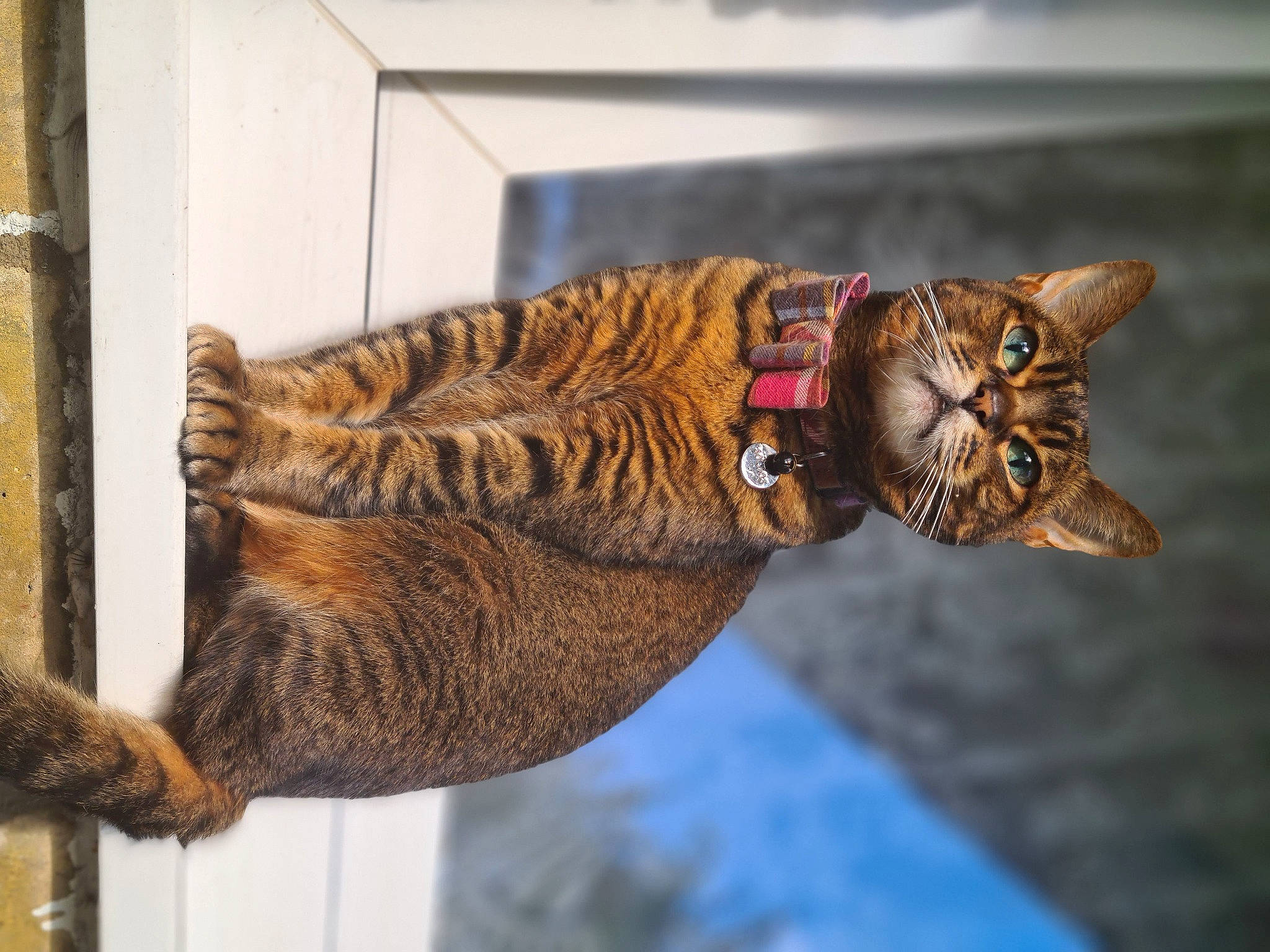 Fifi is registered to the contest to win money with this photo: big_cats, carnivore, cat, claw, domestic_short_haired_cat, fashion_accessory, fawn, felidae, fur, mammal, organism, pattern, small_to_medium_sized_cats, snout, tail, terrestrial_animal, vertebrate, whiskers, wildlife, wood