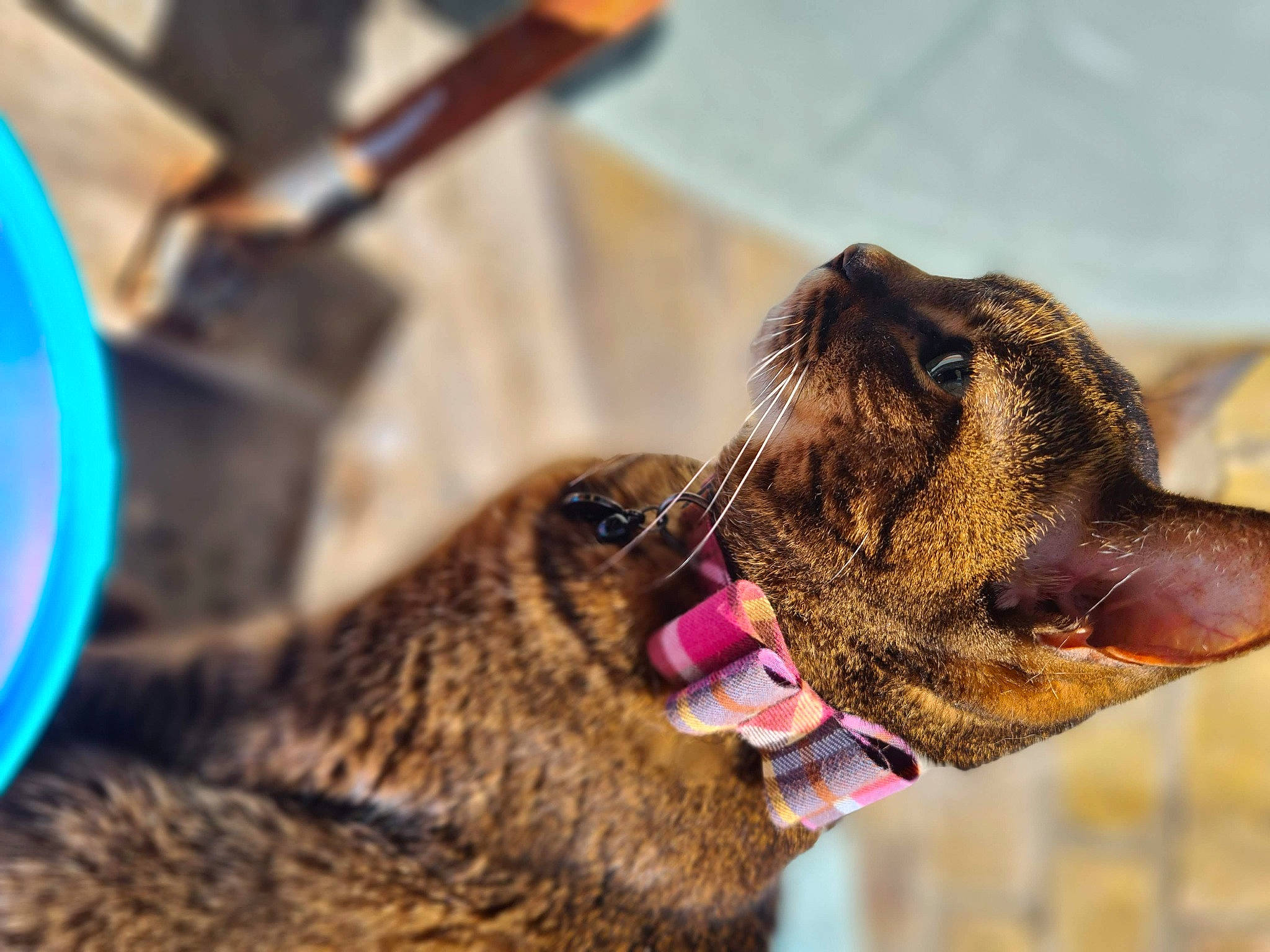 Fifi joined the competition — help win amazing prizes! carnivore, cat, claw, collar, dog_breed, domestic_short_haired_cat, ear, electric_blue, fawn, felidae, fur, gesture, liver, small_to_medium_sized_cats, snout, sporting_group, tail, terrestrial_animal, whiskers, wildlife