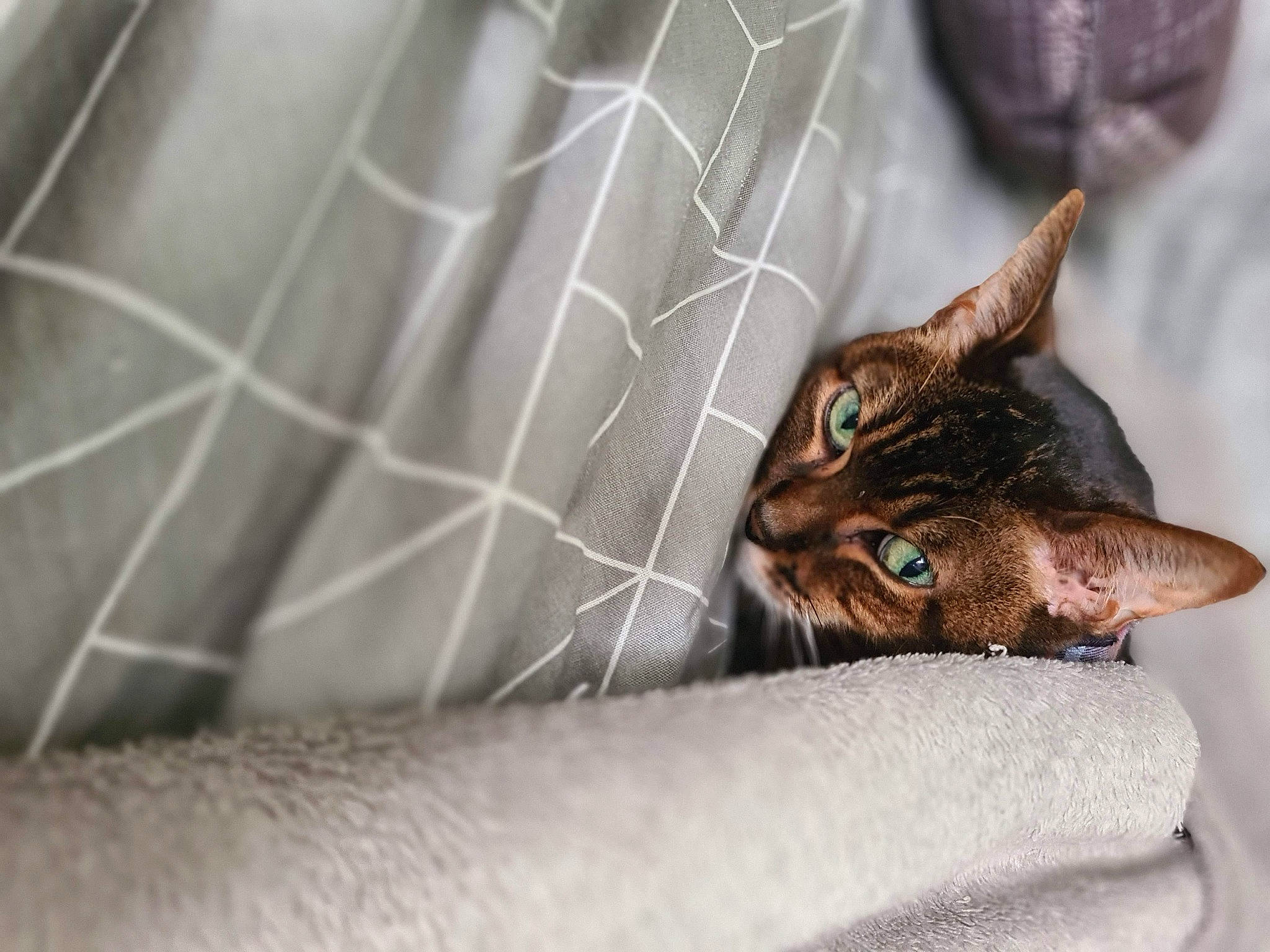 Fifi is registered to the contest to win money with this photo: carnivore, cat, comfort, domestic_short_haired_cat, ear, felidae, flowerpot, fur, houseplant, mesh, small_to_medium_sized_cats, terrestrial_animal, whiskers