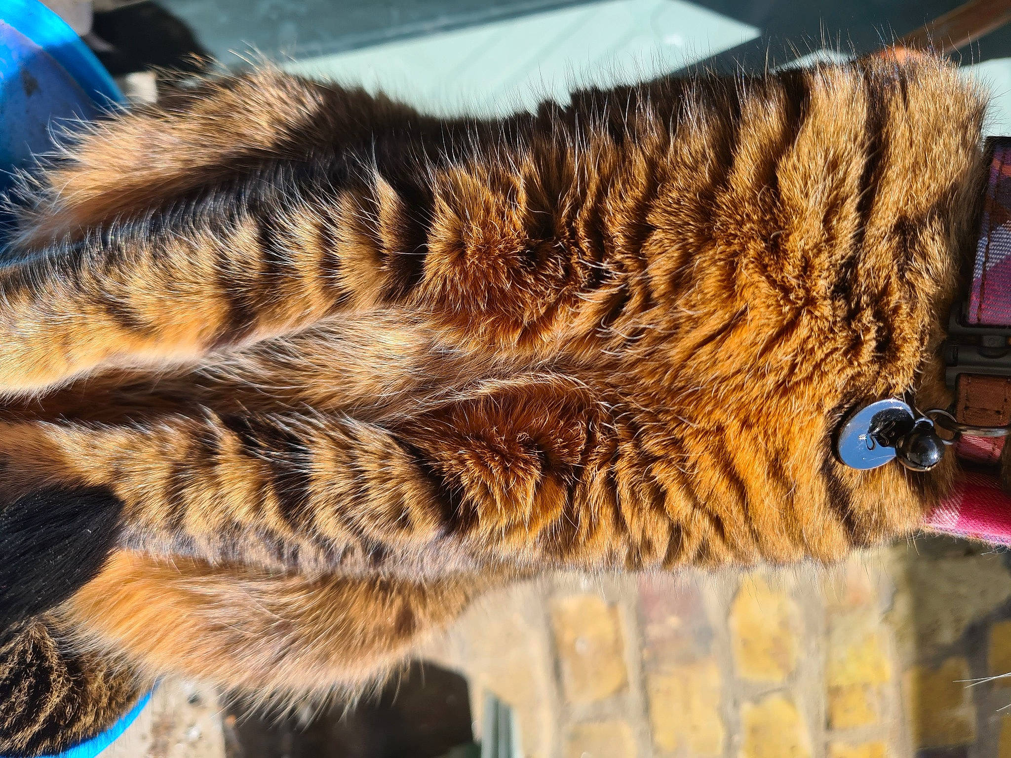 Fifi joined the competition — help win amazing prizes! bengal_tiger, big_cats, carnivore, cat, claw, close_up, domestic_short_haired_cat, felidae, fur, metal, military_camouflage, pattern, siberian_tiger, small_to_medium_sized_cats, snout, tail, terrestrial_animal, whiskers, wildlife, wood