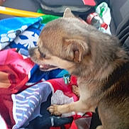 Uzzy participe au concours pour gagner de l'argent avec cette photo : dog, chihuahua, pet, blanket, car_interior, seat, colorful, happy, small_dog, fur, ears, mouth_open, collar, leash, paw, comfort, indoor, animal, companion, cute