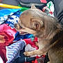 dog, chihuahua, pet, blanket, car_interior, seat, colorful, happy, small_dog, fur, ears, mouth_open, collar, leash, paw, comfort, indoor, animal, companion, cute