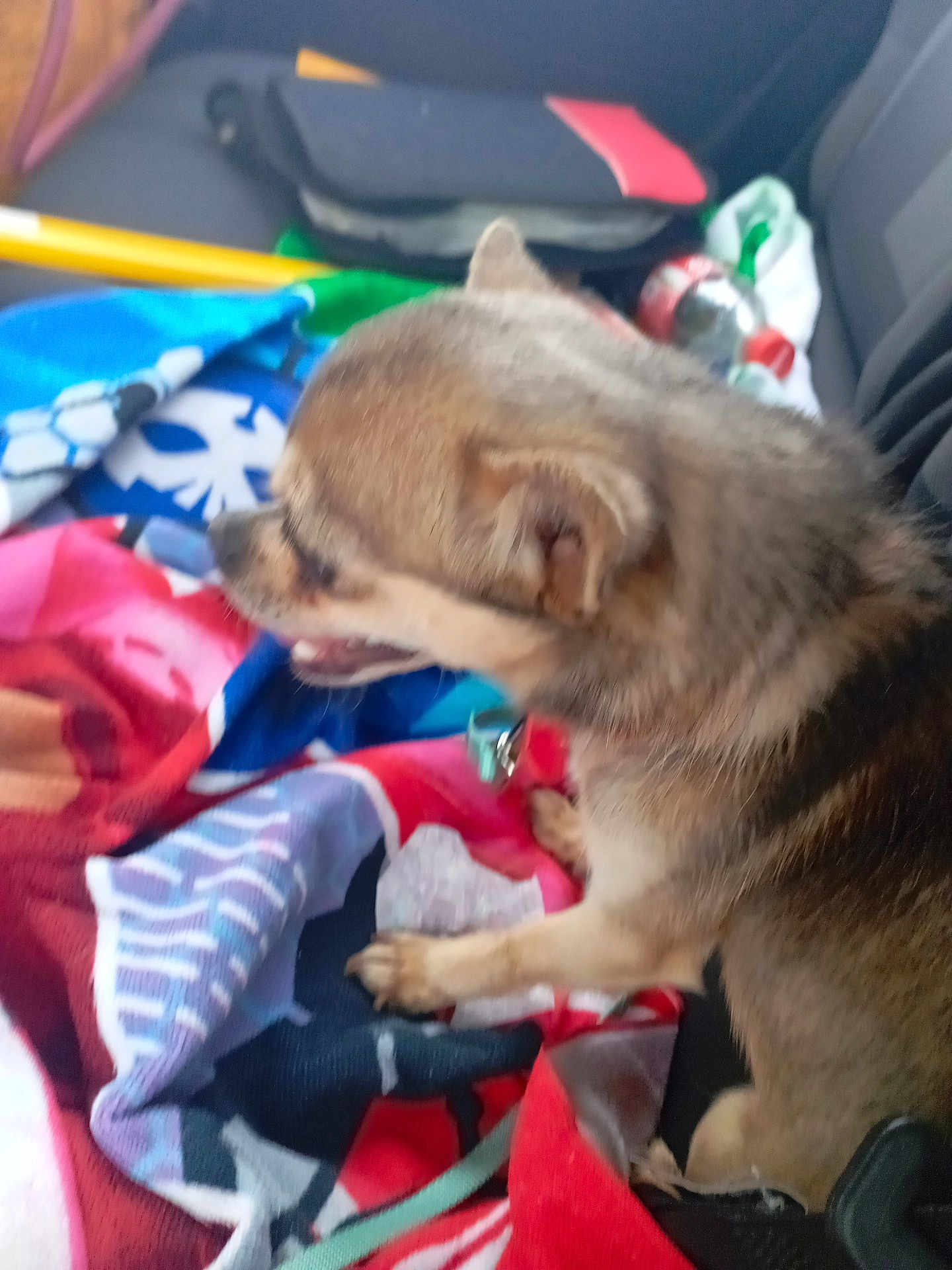 Uzzy participe au concours pour gagner de l'argent avec cette photo : dog, chihuahua, pet, blanket, car_interior, seat, colorful, happy, small_dog, fur, ears, mouth_open, collar, leash, paw, comfort, indoor, animal, companion, cute