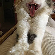 Cali joined the competition — help win amazing prizes! animal, cat, close_up, cute, domestic_cat, feline, fluffy, fur, indoor, mouth_open, paws, pet, relaxed, sharp_teeth, stretching, tabby, tongue, whiskers, white_fur, yawning