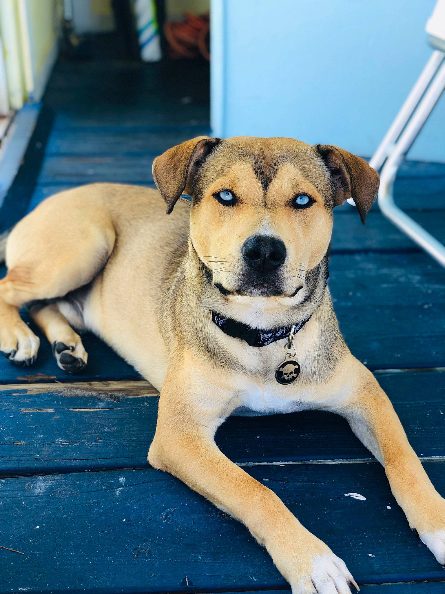 Captain joined the competition — help win amazing prizes! blue, canidae, carnivore, collar, companion_dog, dog, dog_breed, dog_collar, dog_supply, fawn, flooring, fur, paw, pet_supply, snout, sporting_group, tail, water, whiskers, working_dog