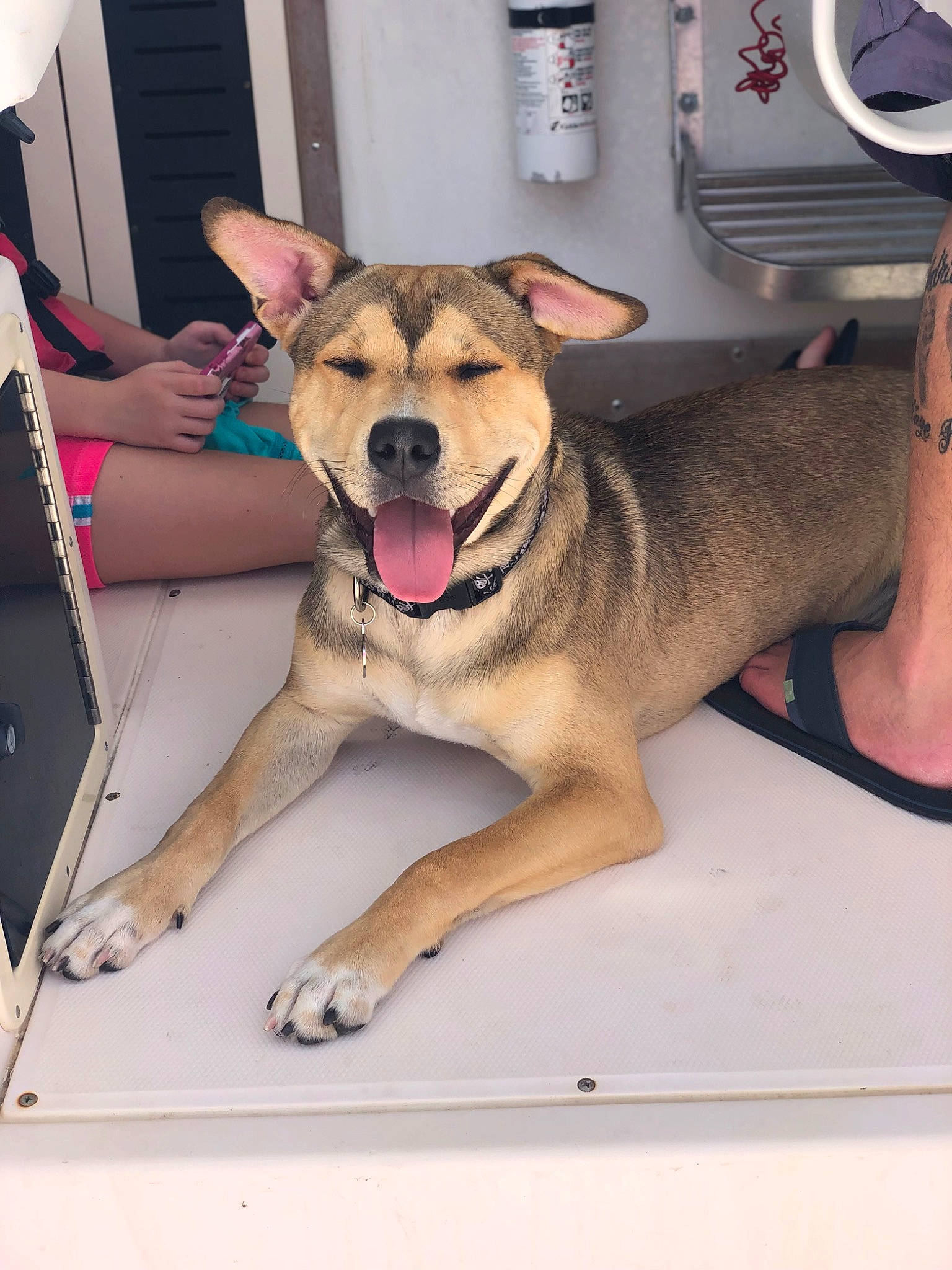 Captain is registered to the contest to win money with this photo: ancient_dog_breeds, canidae, carnivore, companion_dog, dog, dog_breed, dog_collar, fawn, foot, fun, fur, gas, guard_dog, paw, sitting, snout, sporting_group, street_dog, working_dog