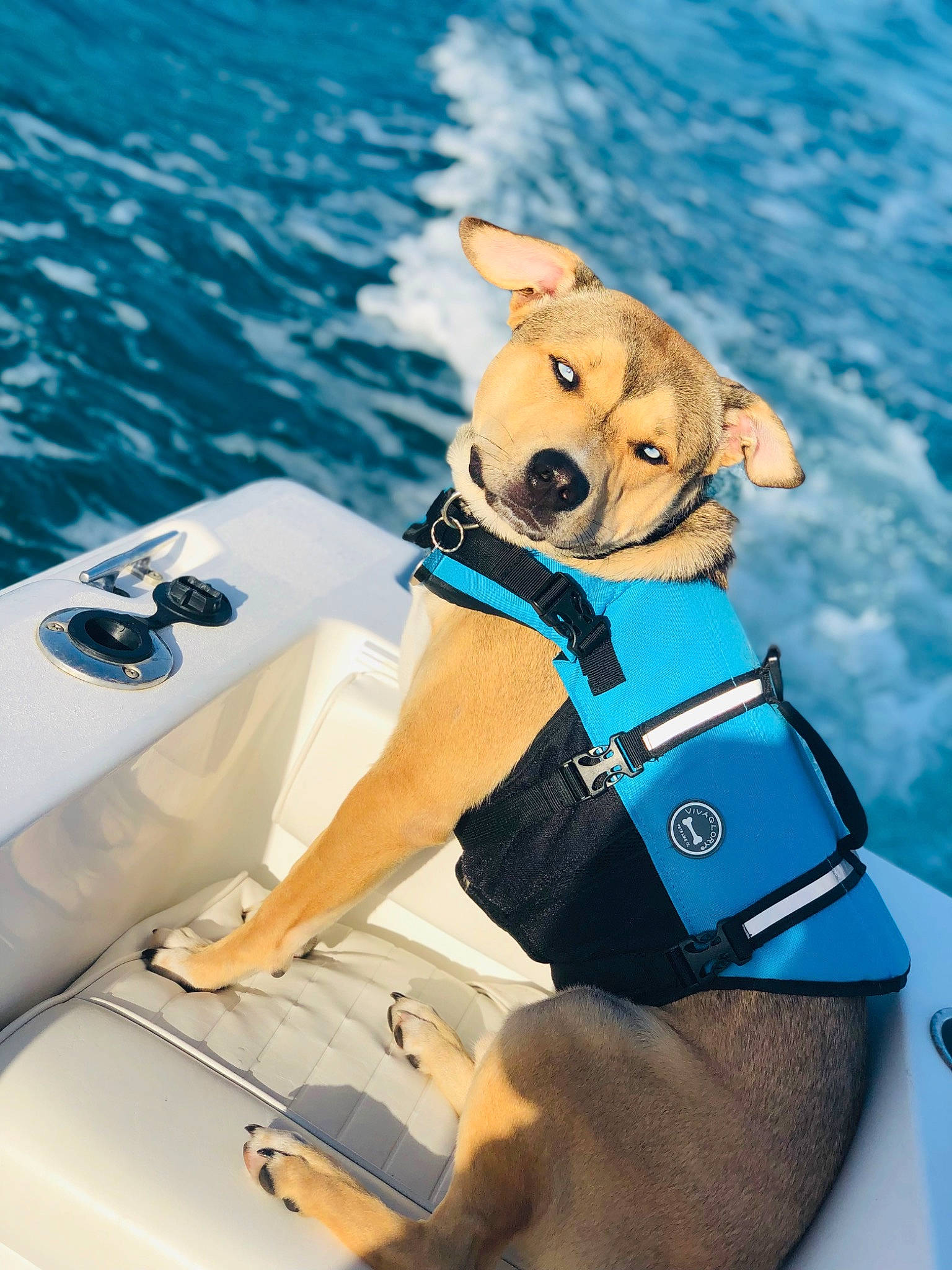 Captain joined the competition — help win amazing prizes! azure, boat, boating, boats_and_boating_equipment_and_supplies, dog, fun, hat, lake, leisure, lifejacket, naval_architecture, outdoor_recreation, personal_protective_equipment, recreation, sports, vehicle, water, water_transportation, watercraft