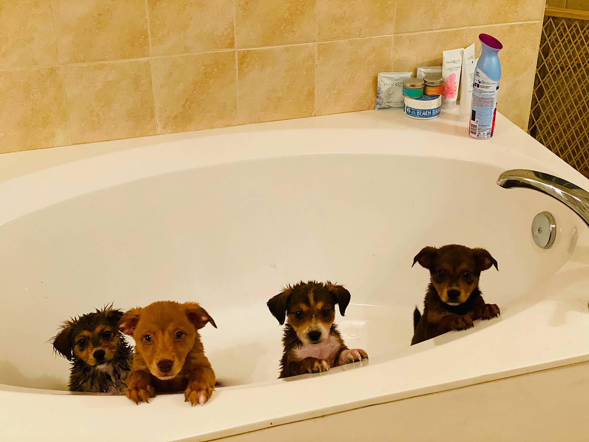 Morgan joined the competition — help win amazing prizes! bathing, bathroom, bathtub, brown, carnivore, companion_dog, dog, dog_breed, fawn, flooring, pet_supply, plumbing, plumbing_fixture, rectangle, room, snout, sporting_group, tap, toy, working_animal