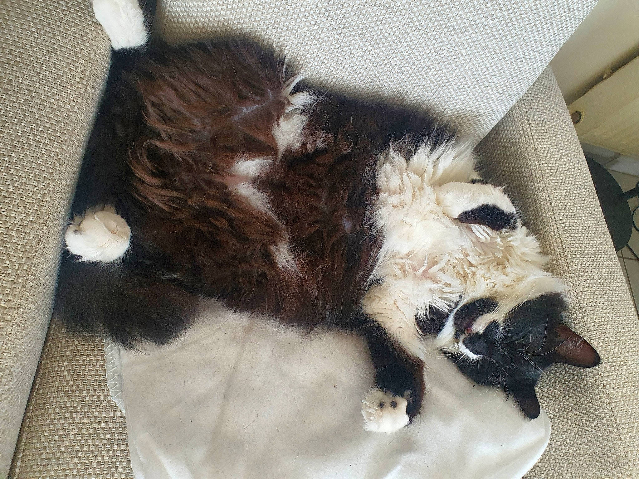 Ryuk a rejoint le concours — aidez-le/la à gagner de superbes lots ! canidae, carnivore, cat, claw, comfort, companion_dog, couch, dog_breed, domestic_short_haired_cat, felidae, flooring, fur, linens, paw, puppy, small_to_medium_sized_cats, sporting_group, tail, terrestrial_animal, whiskers