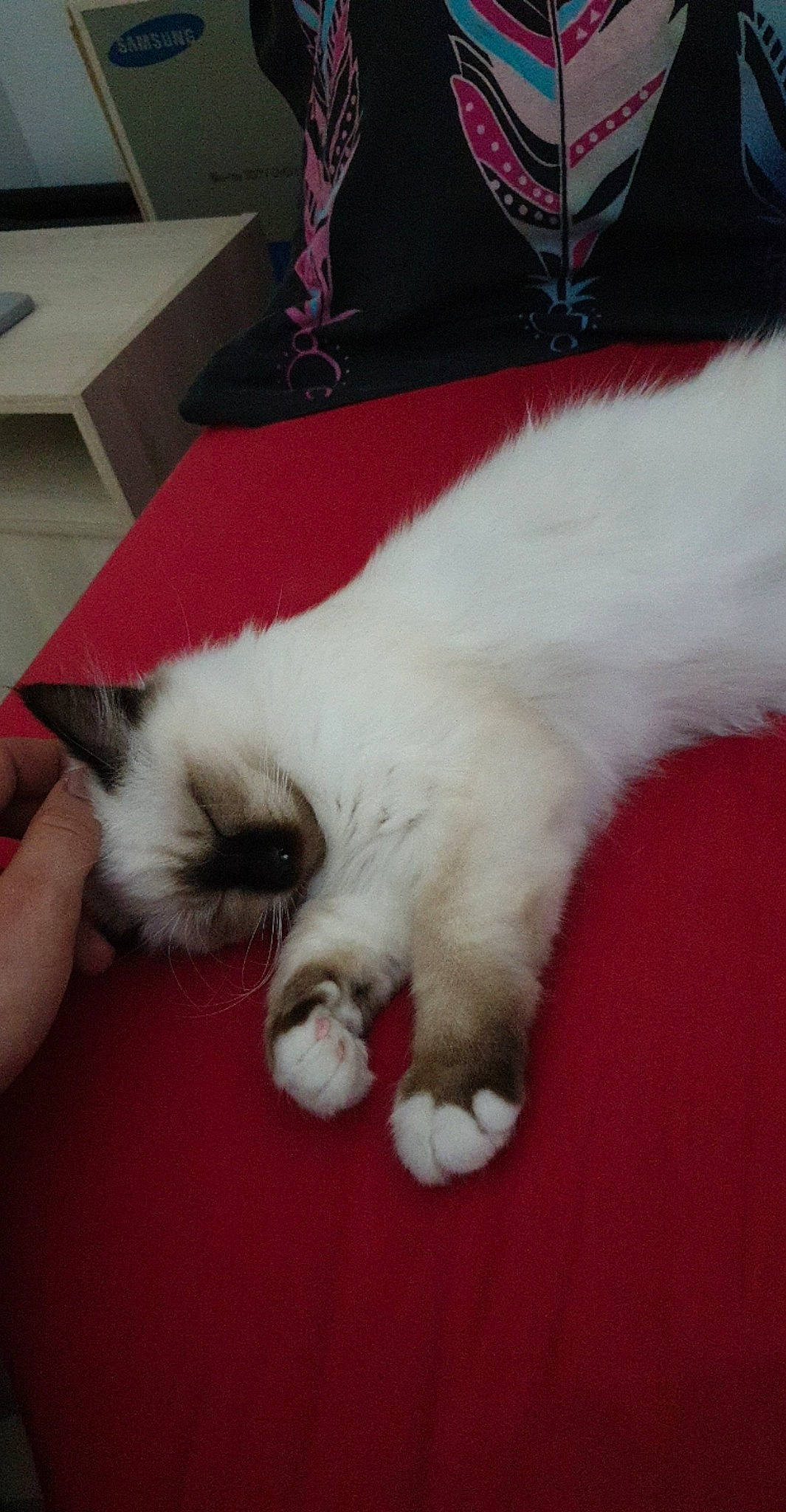 Plume a rejoint le concours — aidez-le/la à gagner de superbes lots ! birman, carnivore, cat, claw, ear, fawn, felidae, fur, kitten, mammal, paw, polydactyl_cat, ragdoll, small_to_medium_sized_cats, snowshoe, tail, whiskers