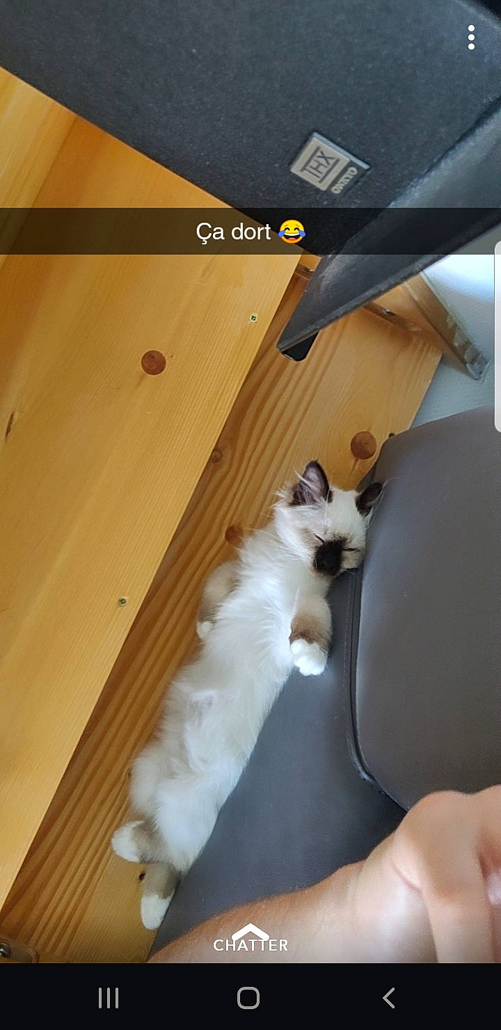 Plume participe au concours pour gagner de l'argent avec cette photo : canidae, carnivore, cat, fawn, felidae, kitten, norwegian_forest_cat, paw, photo_caption, puppy, small_to_medium_sized_cats, sporting_group, whiskers