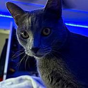 Smokey joined the competition — help win amazing prizes! cat, pet, close_up, grey_cat, whiskers, wide_eyes, ears, fur, indoor, bedroom, led_lights, blue_light, portrait, curious, animal, muzzle, blanket, night, feline, closeup