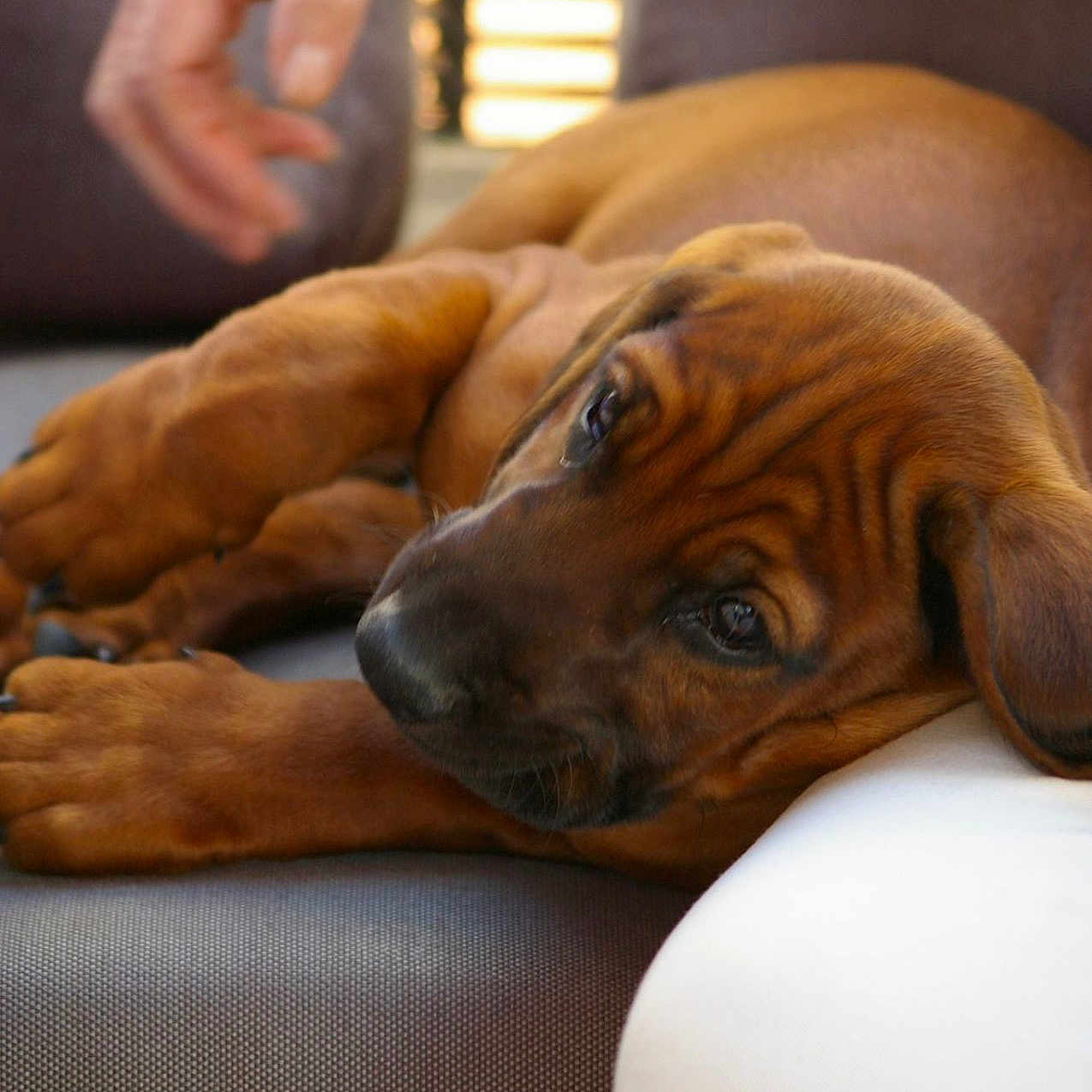 Whisky a rejoint le concours — aidez-le/la à gagner de superbes lots ! animal, bodypart, boxer, bulldog, canine, chair, couch, cushion, dog, face, finger, furniture, hand, homedecor, hound, indoors, interiordesign, person, pet, puppy