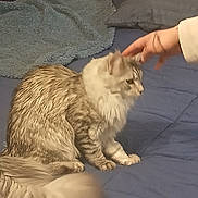 Shadow joined the competition — help win amazing prizes! animal, bed, blanket, blue_bedspread, cat, comfort, cozy, domestic_animal, feline, fluffy, fur, hand, human_interaction, indoor, pet, pillow, resting, soft, striped, tail