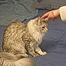animal, bed, blanket, blue_bedspread, cat, comfort, cozy, domestic_animal, feline, fluffy, fur, hand, human_interaction, indoor, pet, pillow, resting, soft, striped, tail