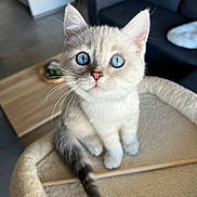 Gojo a rejoint le concours — aidez-le/la à gagner de superbes lots ! kitten, cat, blue_eyes, fur, whiskers, pet, animal, indoor, cat_tree, curious, cute, small, sitting, looking_up, living_room, furniture, cozy, soft, domestic, portrait