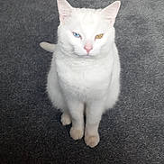 Draco is registered to the contest to win money with this photo: animal, blue_eye, carpet, cat, cute, domestic_cat, ears, feline, fur, heterochromia, indoor, looking_up, mammal, one_animal, pet, sitting, tail, whiskers, white_cat, yellow_eye