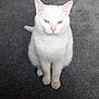 animal, blue_eye, carpet, cat, cute, domestic_cat, ears, feline, fur, heterochromia, indoor, looking_up, mammal, one_animal, pet, sitting, tail, whiskers, white_cat, yellow_eye