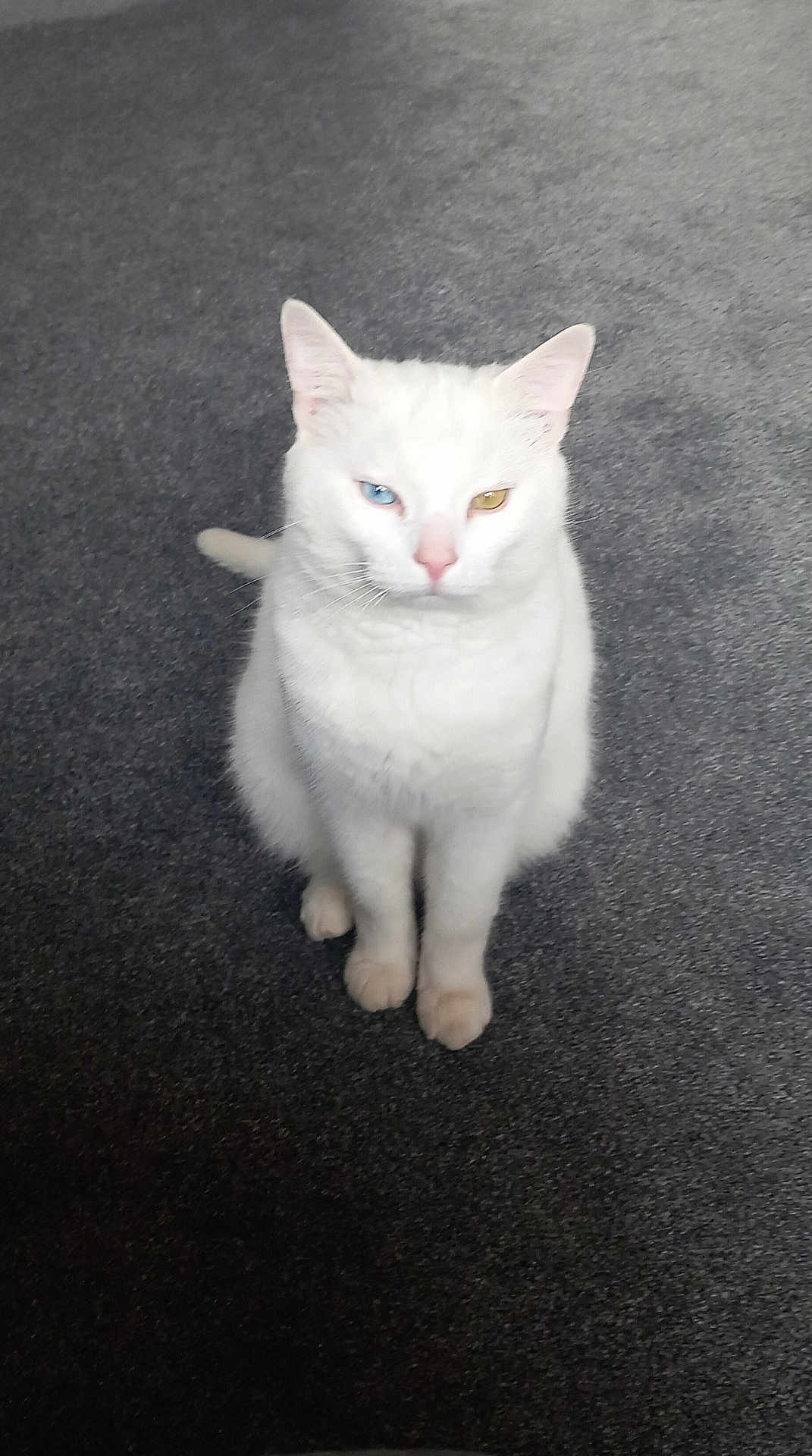 Draco