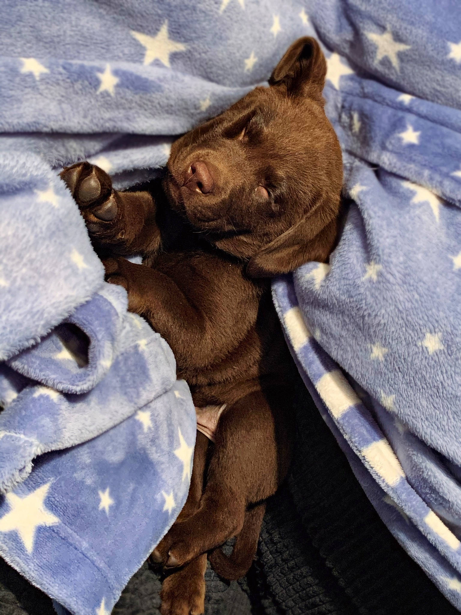Indiana joined the competition — help win amazing prizes! american_pit_bull_terrier, canidae, carnivore, dog, dog_breed, fawn, french_bulldog, mammal, non_sporting_group, pit_bull, puppy, shar_pei, snout, sporting_group