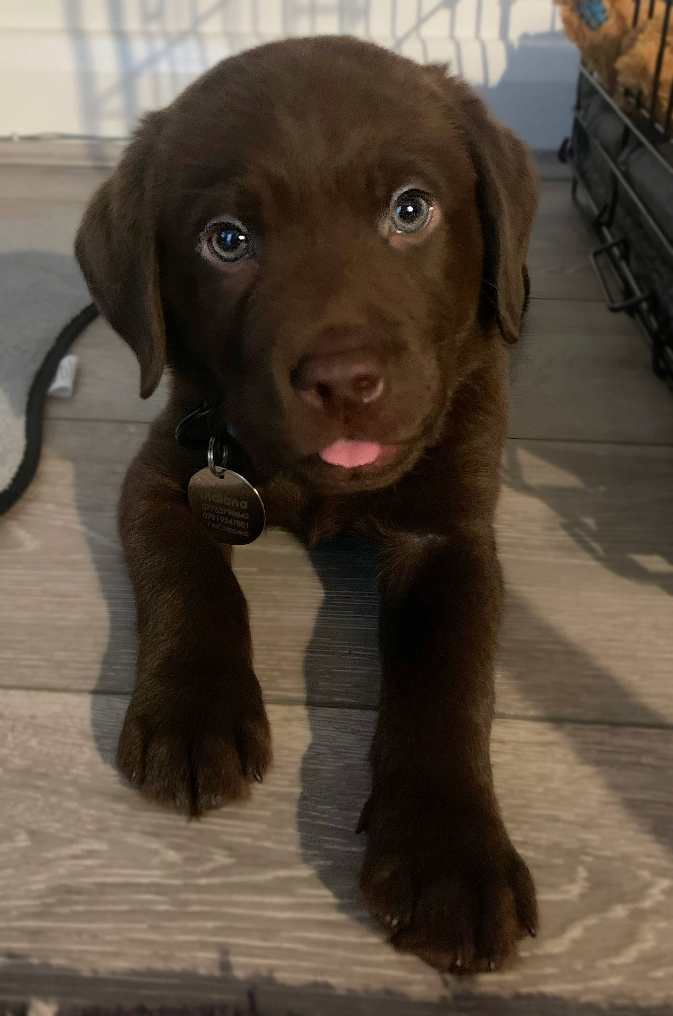 Indiana joined the competition — help win amazing prizes! beagador, borador, canidae, carnivore, chesapeake_bay_retriever, companion_dog, dog, dog_breed, flat_coated_retriever, hunting_dog, labrador_retriever, liver, mammal, nose, pointing_breed, puppy, retriever, snout, sporting_group, vertebrate