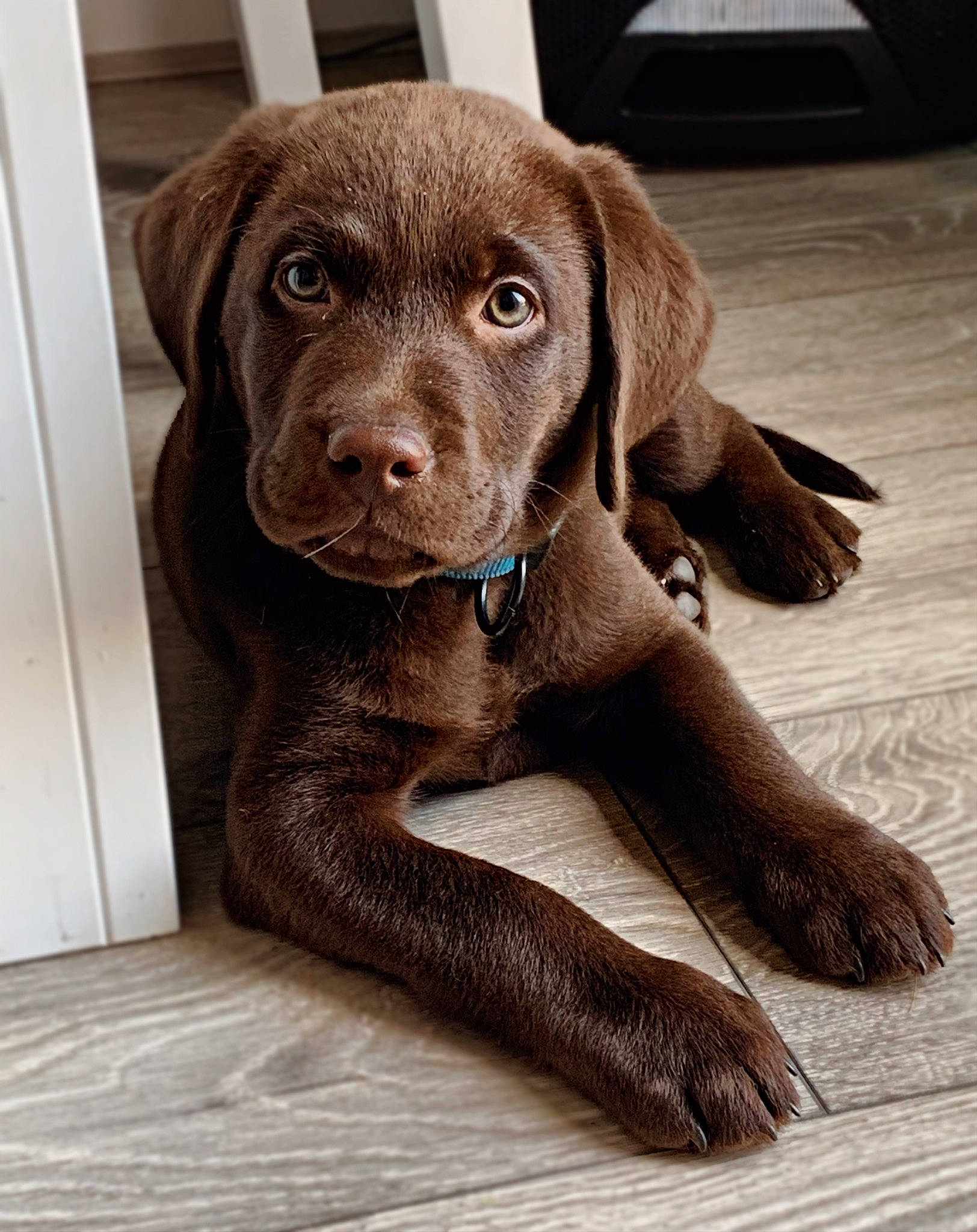 Indiana joined the competition — help win amazing prizes! beagador, canidae, carnivore, chesapeake_bay_retriever, companion_dog, dog, dog_breed, fawn, gun_dog, hunting_dog, labrador_retriever, liver, mammal, pointing_breed, puppy, retriever, snout, sporting_group, vertebrate