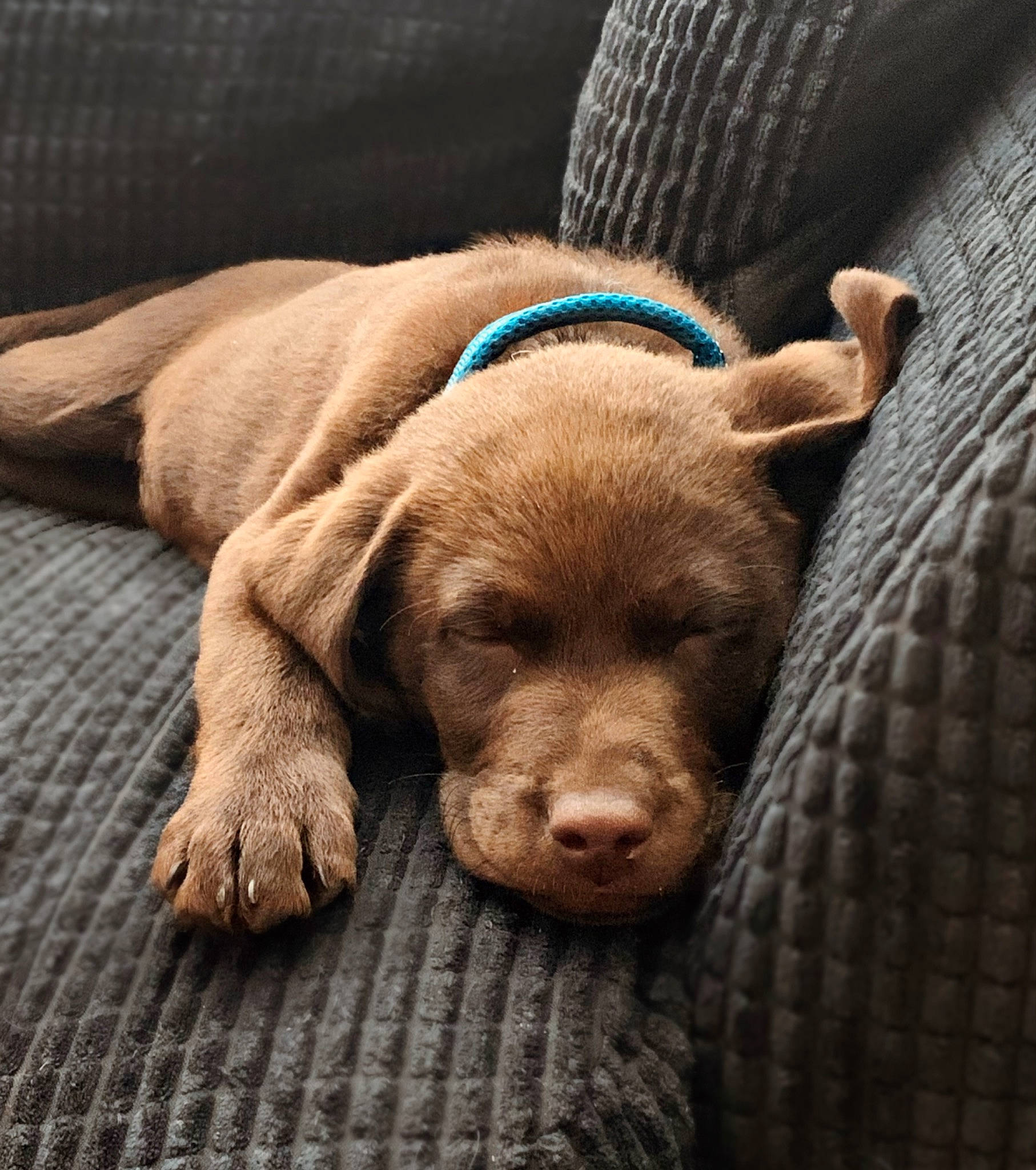 Indiana is registered to the contest to win money with this photo: beagador, canidae, carnivore, chesapeake_bay_retriever, companion_dog, dog, dog_breed, ear, fawn, labrador_retriever, liver, mammal, pointing_breed, puppy, retriever, snout, sporting_group, vertebrate, vizsla, weimaraner