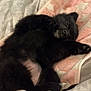 Alba participe au concours pour gagner de l'argent avec cette photo : puppy, dog, sleeping, black_fur, blanket, pink, star_pattern, bed, cozy, cute, pet, animal, fur, relaxing, indoors, resting, paw, snout, small, adorable