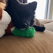 Alba participe au concours pour gagner de l'argent avec cette photo : puppy, black_dog, plush_toy, couch, indoor, resting, soft, cute, pet, animal, fur, ears, snout, toy, relaxing, closeup, home, cozy, young, companion