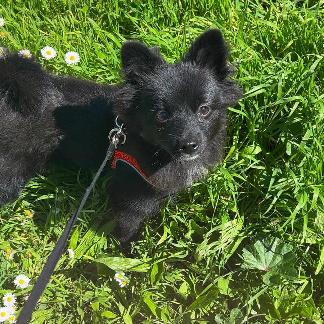 Alba a rejoint le concours — aidez-le/la à gagner de superbes lots ! alert, animal, black_dog, canine, cute, daisies, dog, ears, field, flowers, fur, grass, greenery, harness, leash, nature, outdoor, pet, summer, sunlight