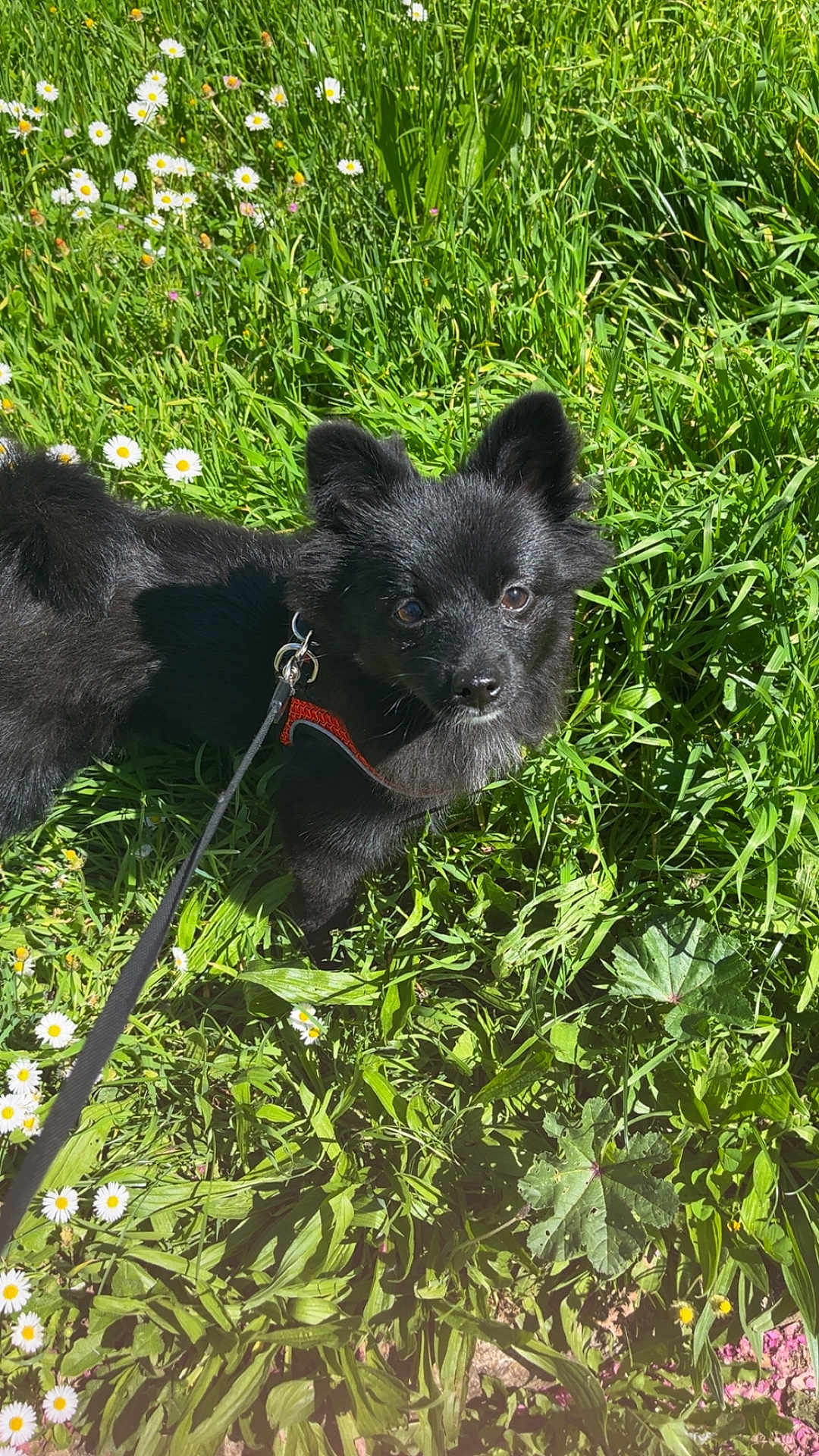 Alba a rejoint le concours — aidez-le/la à gagner de superbes lots ! dog, black_dog, leash, harness, grass, flowers, daisies, outdoor, nature, pet, animal, canine, sunlight, greenery, field, summer, cute, alert, fur, ears