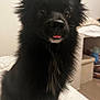 dog, black_dog, pet, fluffy, tongue_out, bed, indoor, curious, fur, animal, cute, small_dog, ears, eyes, nose, household, furniture, room, cozy, companion