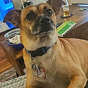 Manny joined the competition — help win amazing prizes! attentive, blanket, bottle, brown_dog, canine, collar, dog, domestic_animal, floor, furniture, hats, indoor, living_room, pet, resting, shelf, table, tags, television, wooden_floor