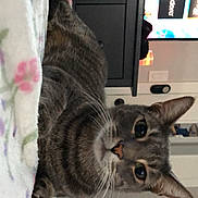 Bean is registered to the contest to win money with this photo: cat, tabby, animal, pet, indoor, bed, blanket, striped, whiskers, ears, feline, curious, relaxed, domestic_animal, portrait, closeup, furniture, television, room, home
