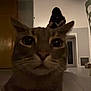 Bean is registered to the contest to win money with this photo: cat, indoor, person, curious, close_up, dim_lighting, floor, wooden_floor, cabinet, door, shadow, silhouette, animal, pet, living_room, brown_cat, striped_cat, feline, whiskers, ears