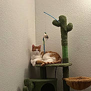 Simba joined the competition — help win amazing prizes! cat, cat_tree, cactus_shaped, orange_and_white, pet_toy, indoor, relaxed, animal, feline, playful, furniture, corner, resting, sleepy, hanging_toy, plush, home, domestic, cute, quiet