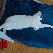 Edwige participe au concours pour gagner de l'argent avec cette photo : cat, white_cat, black_patches, pet, animal, lying_down, sleeping, relaxed, stretched_out, blanket, blue_blanket, bed, indoor, home, wooden_floor, long_body, paws, whiskers, side_profile, cozy