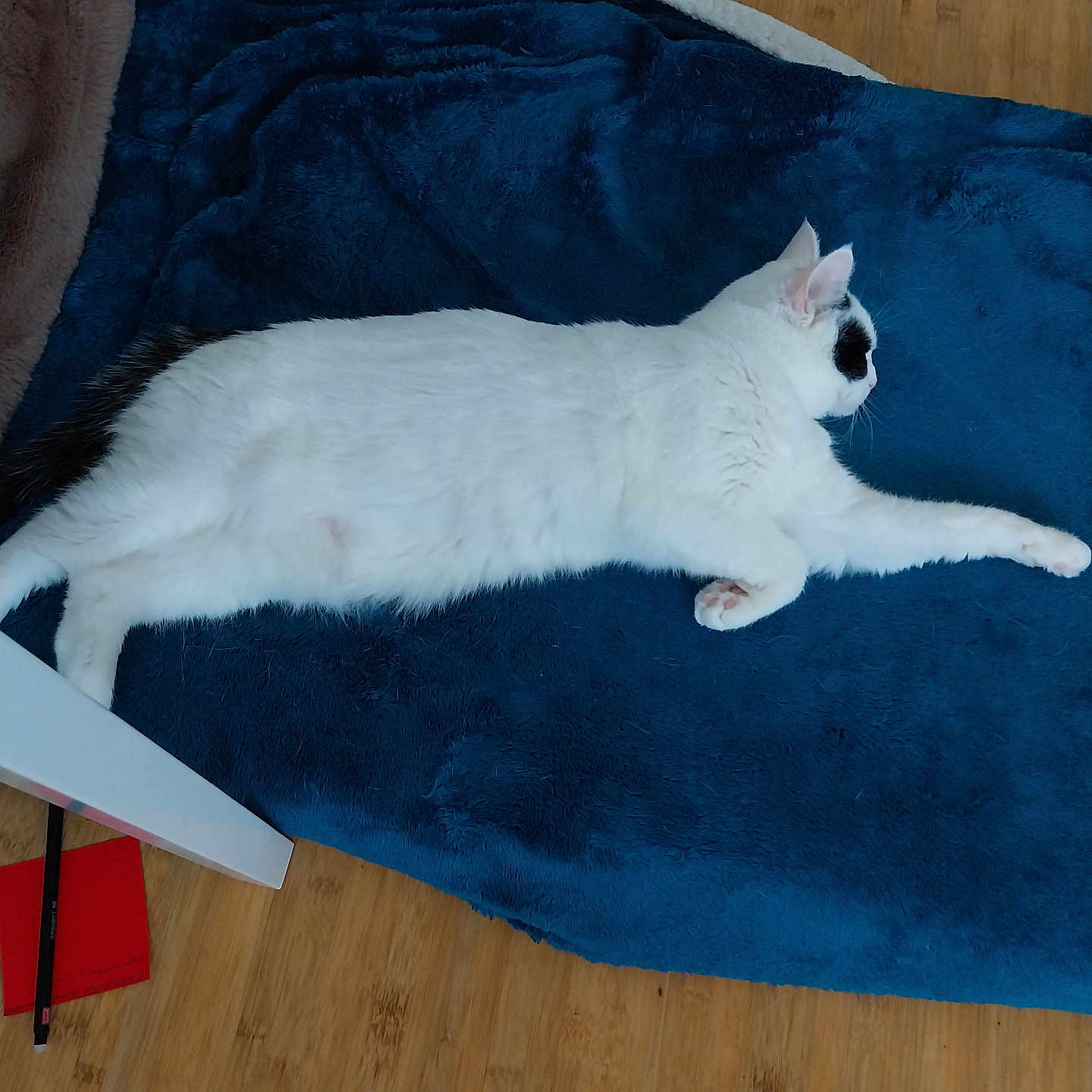 Edwige participe au concours pour gagner de l'argent avec cette photo : cat, white_cat, black_patches, pet, animal, lying_down, sleeping, relaxed, stretched_out, blanket, blue_blanket, bed, indoor, home, wooden_floor, long_body, paws, whiskers, side_profile, cozy