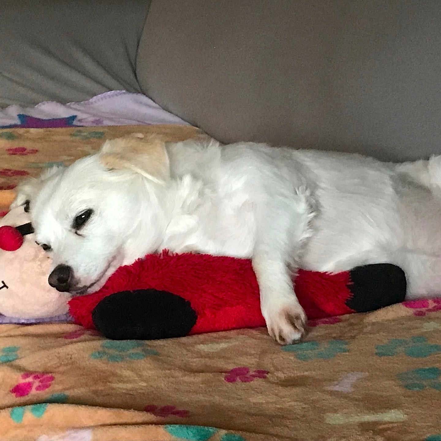 Lilly joined the competition — help win amazing prizes! animal, ball, bed, canine, couch, cushion, dog, eskimodog, football, furniture, homedecor, person, pet, puppy, soccer, soccerball, sport, tennis, tennisball, whitedog