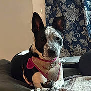 Gypsy May is registered to the contest to win money with this photo: animal, black_and_white, blanket, canine, chew_toy, close_up, comfort, couch, dog, domestic, ears, face, fur, harness, indoor, living_room, patterned_curtain, pet, relaxed, resting