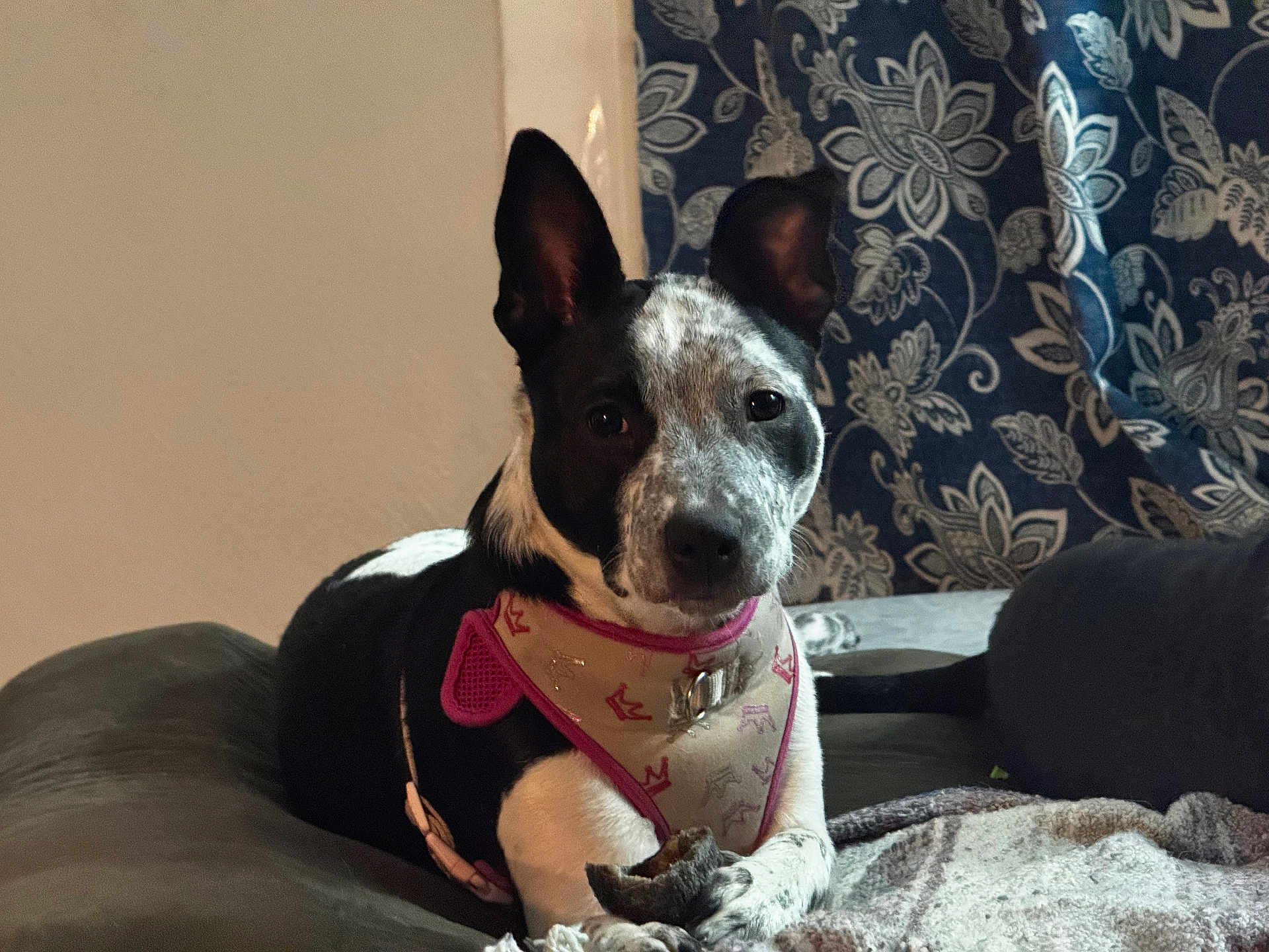 Gypsy May is registered to the contest to win money with this photo: animal, black_and_white, blanket, canine, chew_toy, close_up, comfort, couch, dog, domestic, ears, face, fur, harness, indoor, living_room, patterned_curtain, pet, relaxed, resting