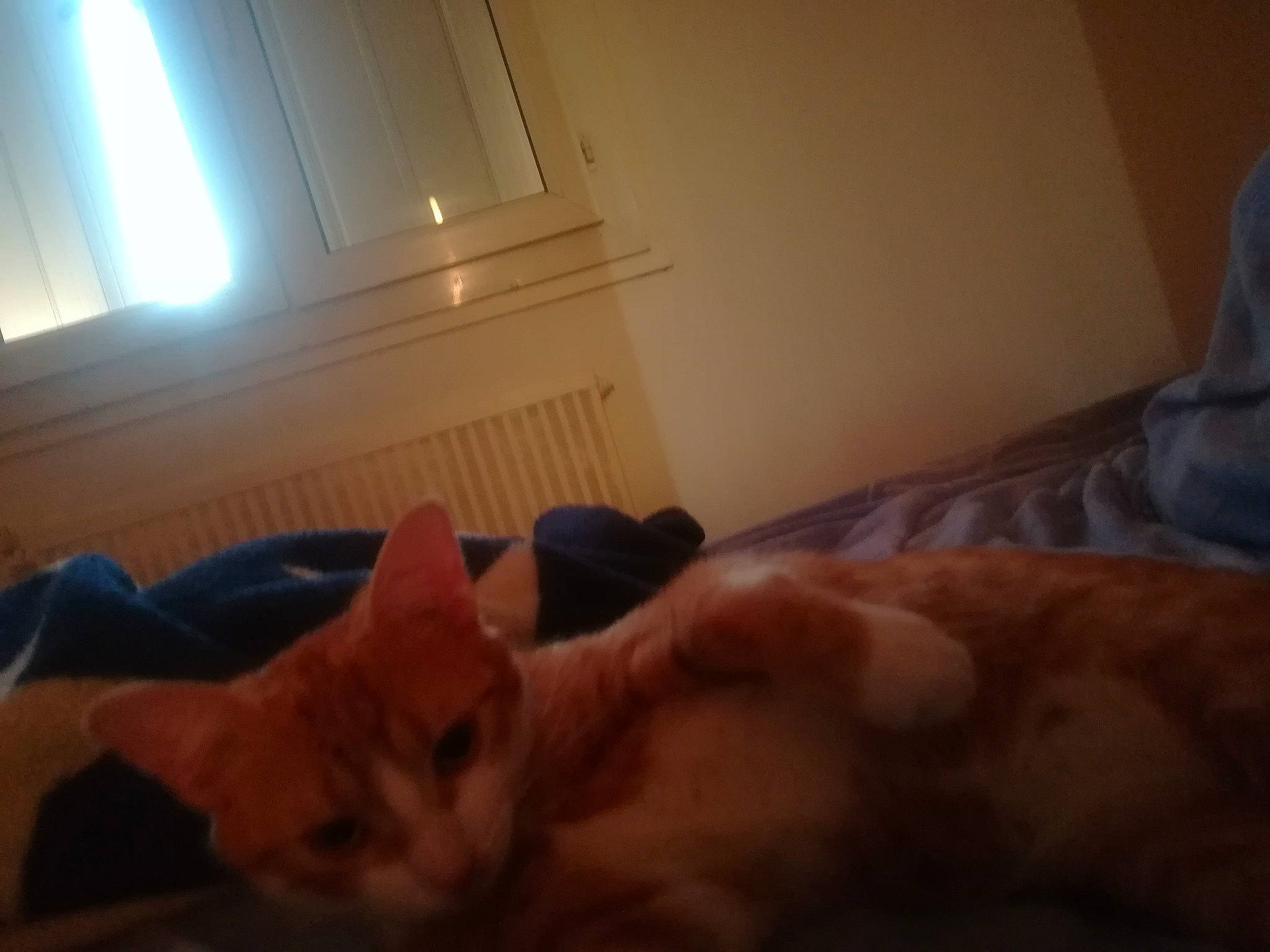 Chipie participe au concours pour gagner de l'argent avec cette photo : canidae, carnivore, cat, comfort, ear, fawn, felidae, kitten, leg, nap, nose, paw, pembroke_welsh_corgi, room, sky, small_to_medium_sized_cats, snout, tail, welsh_corgi, whiskers