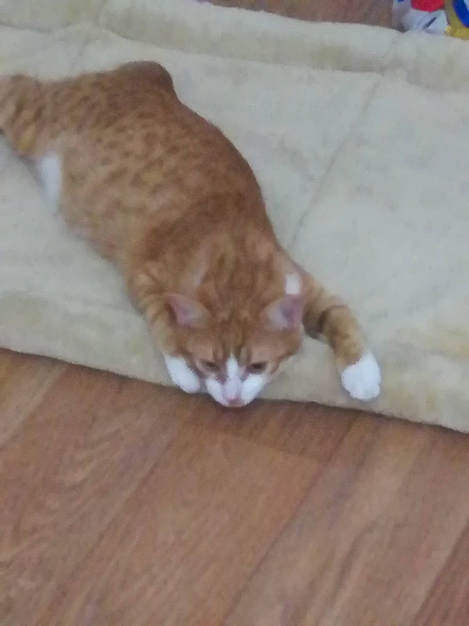 Chipie a rejoint le concours — aidez-le/la à gagner de superbes lots ! arabian_mau, asian, carnivore, cat, domestic_short_haired_cat, european_shorthair, fawn, felidae, floor, flooring, fur, hardwood, kitten, laminate_flooring, polydactyl_cat, small_to_medium_sized_cats, tabby_cat, tail, whiskers, wood