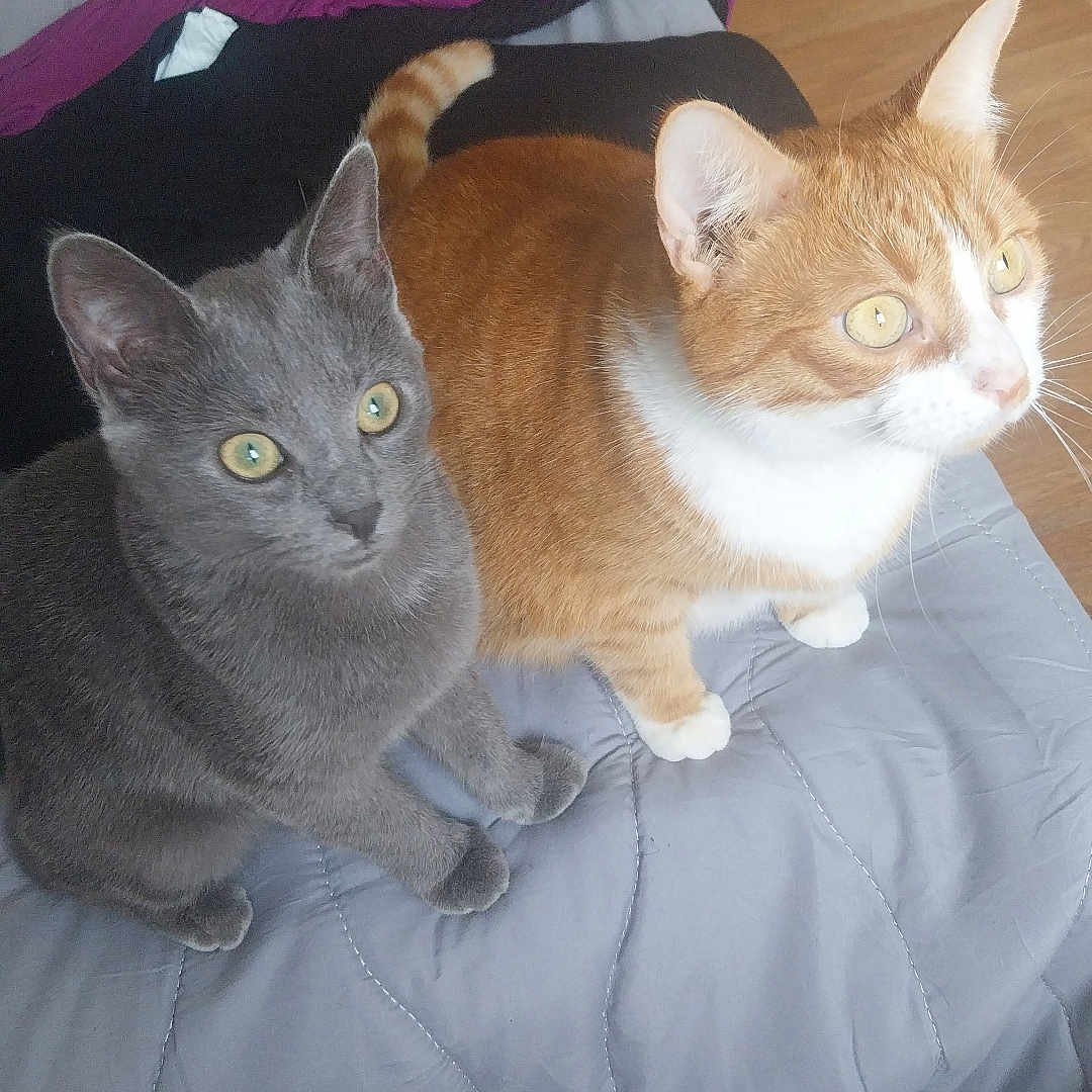 Méline a rejoint le concours — aidez-le/la à gagner de superbes lots ! abyssinian, animal, architecture, bed, bedroom, blanket, building, cat, couch, cushion, furniture, hardwood, homedecor, indoors, kitten, linen, manx, pet, room, wood