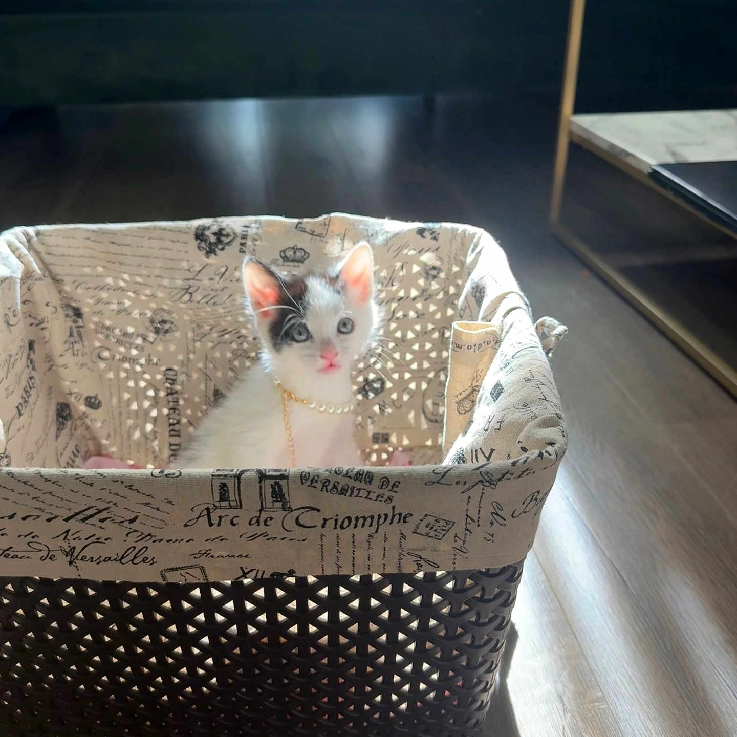 Princess Bubbles joined the competition — help win amazing prizes! animal, basket, black_and_white, cat, curious, cute, decor, feline, floor, home, indoor, kitten, patterned, pearl_necklace, pet, sitting, small, sunlight, wood_floor, young