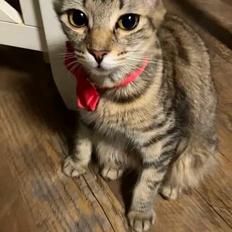 Rui is registered to the contest to win money with this photo: abyssinian, animal, bodypart, cat, door, egyptiancat, hardwood, head, indoors, interiordesign, kitten, manx, mouth, person, pet, snout, stainedwood, teeth, tongue, wood