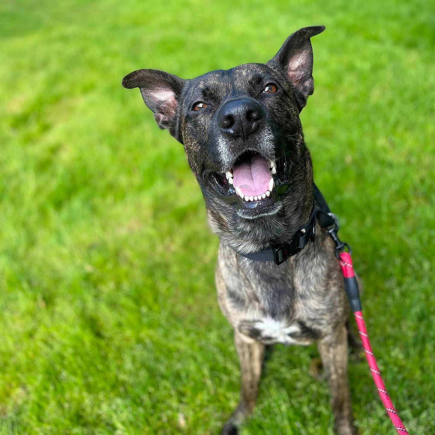 Thorin is registered to the contest to win money with this photo: dog, canine, pet, brindle_coat, leash, collar, grass, outdoor, happy, smiling, tongue_out, ears_up, animal, mammal, nature, playful, sitting, friendly, daylight, closeup